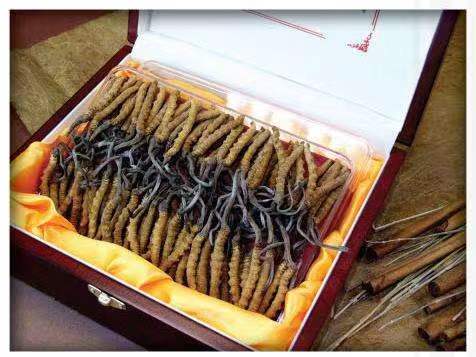 沙雅冬虫夏草回收